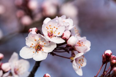 Baharda harika çiçekler. Çiçekli meyve..