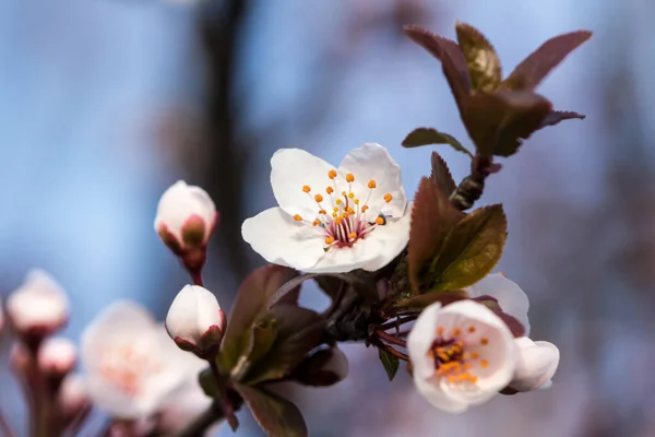 Maravillosas Flores Primavera Frutos Florecidos — Foto de Stock