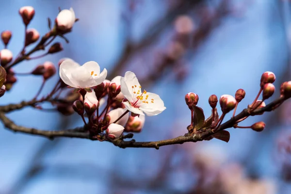 Gyönyörű Virágok Tavasszal Virágos Gyümölcs — Stock Fotó