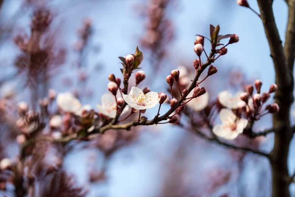 Fiori Meravigliosi Primavera Frutta Fiore — Foto Stock