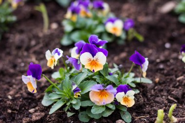 Bahçede çiçekler. Baharda çiçekler.