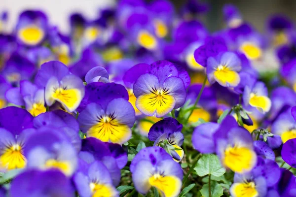 Kwiaty Ogrodzie Kwiaty Wiosną — Zdjęcie stockowe