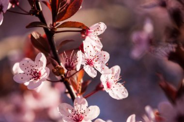 Baharda harika çiçekler. Çiçekli meyve..
