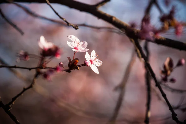 Maravilhosas Flores Primavera Frutos Floridos — Fotografia de Stock