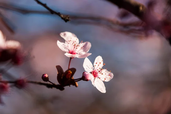 Wonderful Flowers Spring Blossomed Fruit — Stock Photo, Image