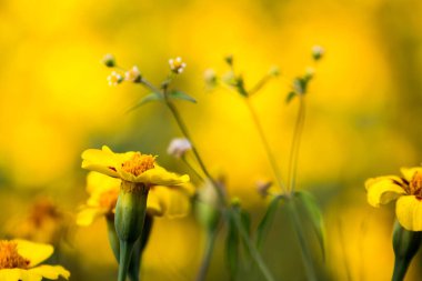 Bahçede çiçekler. Baharda çiçekler.