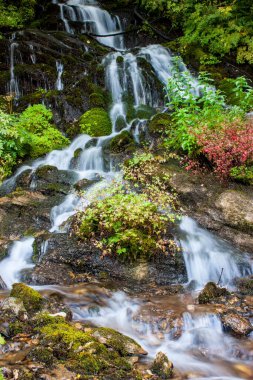 Dağ ormanındaki güzel dere.