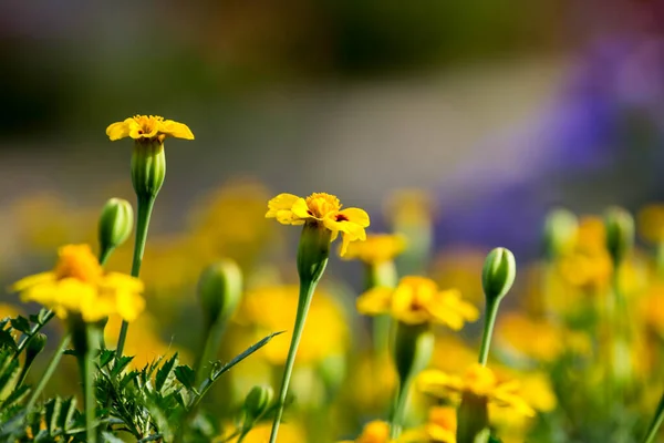 Blumen Garten Blumen Frühling — Stockfoto