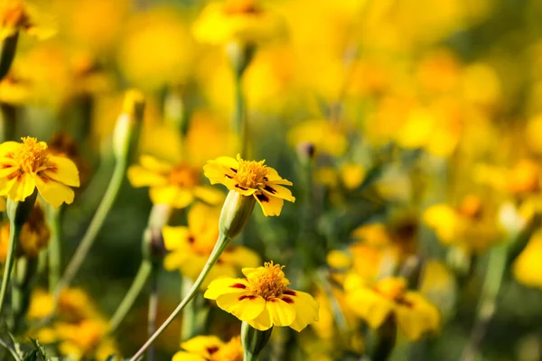 Virágok Kertben Virágok Tavasszal — Stock Fotó