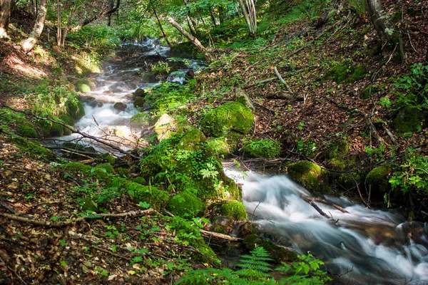 Beautiful Creek Mountain Forest — Stock Photo, Image