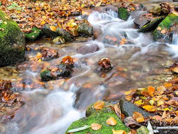 Belo Riacho Floresta Montanha Creek Florestal Outono — Fotografia de Stock