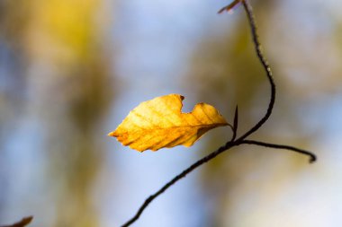 Ormanda renkli yapraklar. Sonbaharda renkli yapraklar.