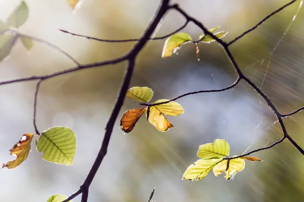 Kolorowe Liście Lesie Kolorowe Liście Jesienią — Zdjęcie stockowe