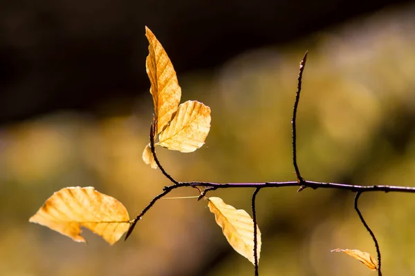 森林里五彩斑斓的树叶 秋天五彩斑斓的树叶 — 图库照片