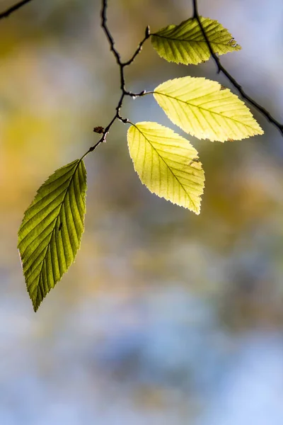 Színes Levelek Erdőben Színes Levelek Ősszel — Stock Fotó