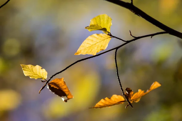 stock image Colorful leaves in forest. Colorful leaves in autumn.