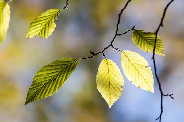 Bunte Blätter Wald Bunte Blätter Herbst — Stockfoto