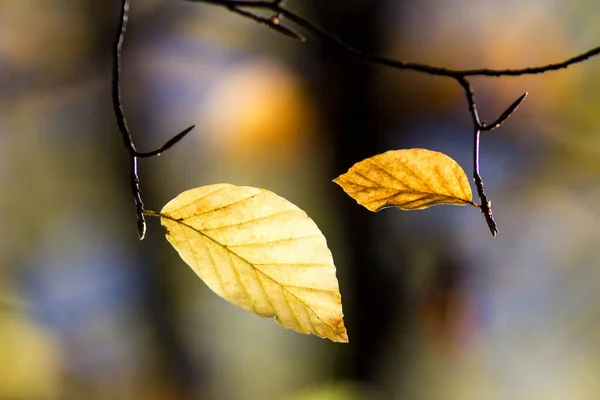 Πολύχρωμα Φύλλα Στο Δάσος Πολύχρωμα Φύλλα Φθινόπωρο — Φωτογραφία Αρχείου