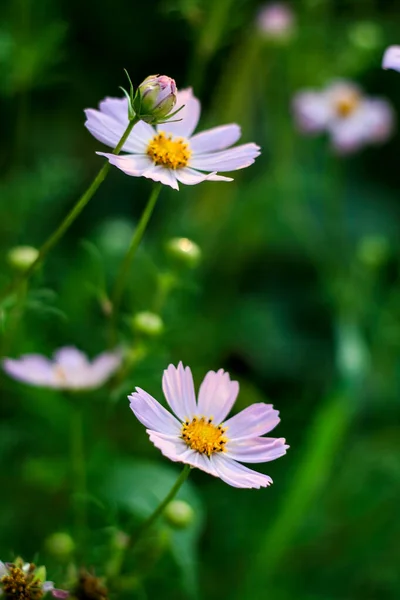 Прекрасні Квіти Навесні Квіти Траві — стокове фото