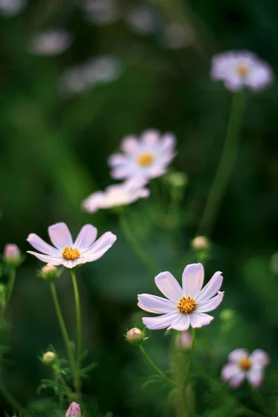 Прекрасні Квіти Навесні Квіти Траві — стокове фото
