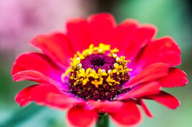 Baharda güzel bir çiçek. Bahçedeki çiçekler.