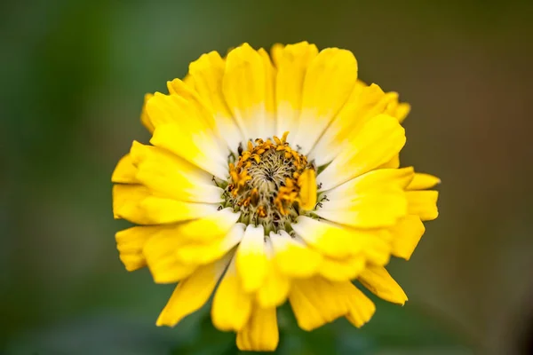 Gyönyörű Virág Tavasszal Virágok Kertben — Stock Fotó