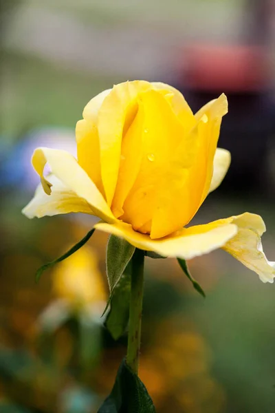 Piękny Kwiat Wiosną Kwiaty Ogrodzie — Zdjęcie stockowe