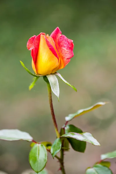 Vacker Blomma Våren Blommor Trädgården — Stockfoto