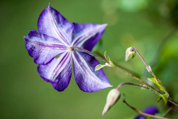 Krásná Květina Jaře Květiny Zahradě — Stock fotografie
