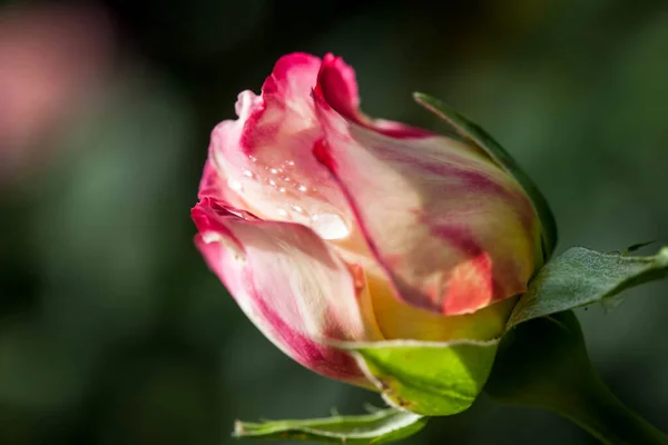 Vacker Blomma Våren Blommor Trädgården — Stockfoto