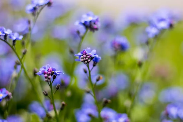 Blaue Blüten Frühling Blüten April — Stockfoto