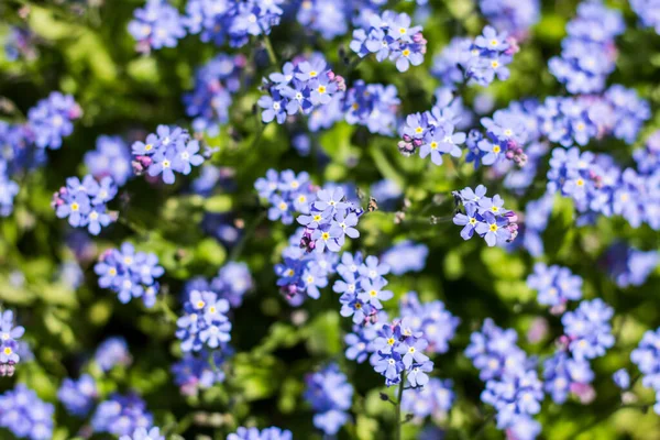 Niebieskie Kwiaty Wiosną Kwiaty Kwietniu — Zdjęcie stockowe