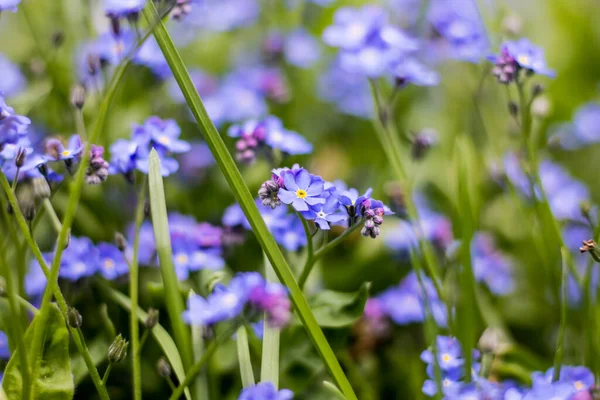 春に青花を咲かせます 4月の花 — ストック写真
