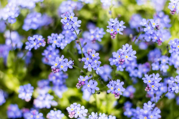 春に青花を咲かせます 4月の花 — ストック写真
