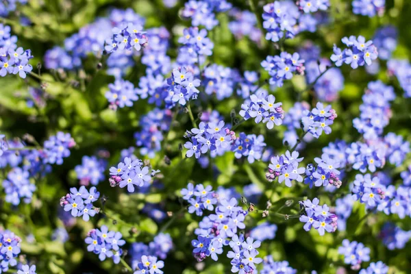 Modré Květy Jaře Květiny Duben — Stock fotografie