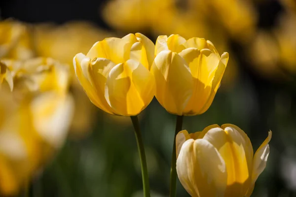 Spring Flowers Sun Details Tulips — Stock Photo, Image