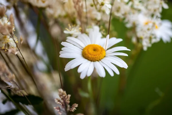 Квіти Саду Квіти Навесні — стокове фото