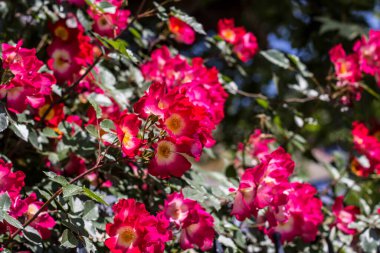 Bahçede çiçekler. Baharda çiçekler.