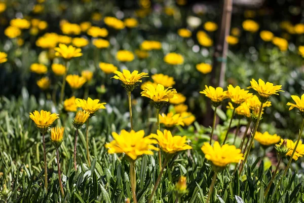 Цветы Саду Весной Цветы — стоковое фото