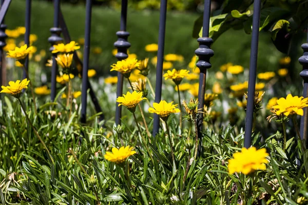 Virágok Kertben Virágok Tavasszal — Stock Fotó
