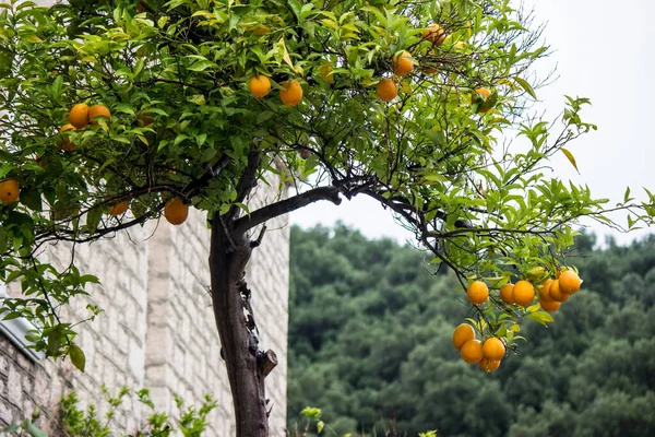 Chiuda Alberi Arancioni Con Frutto Arance Fresche Sull Albero Mandarini — Foto Stock