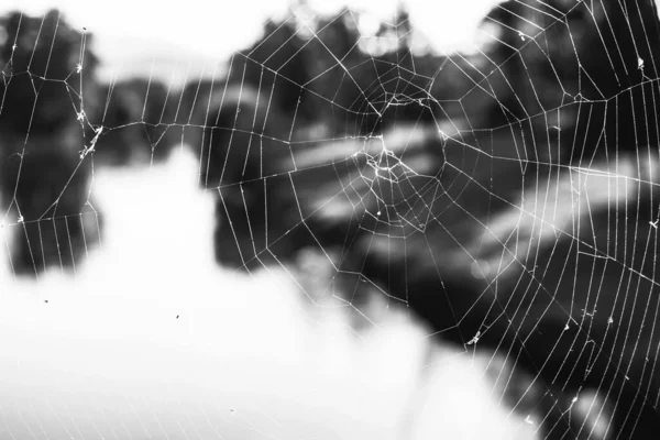 Pavučina Pavučina Černá Bílá — Stock fotografie