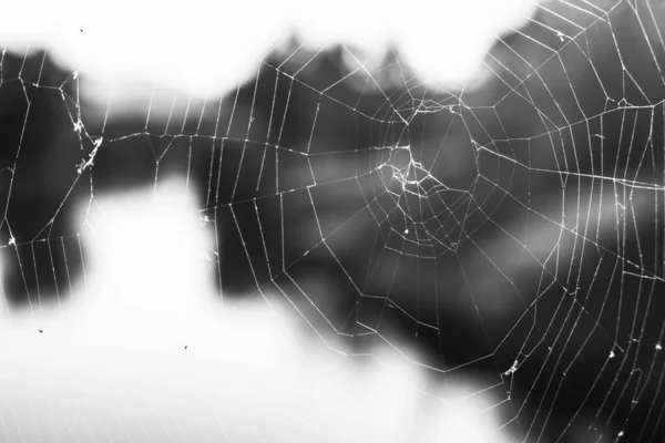 Pókháló Pókháló Fekete Fehér — Stock Fotó