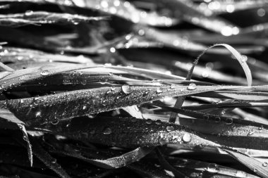 Çayırdaki çimenler Sabah çiğ ve su damlalarıyla.