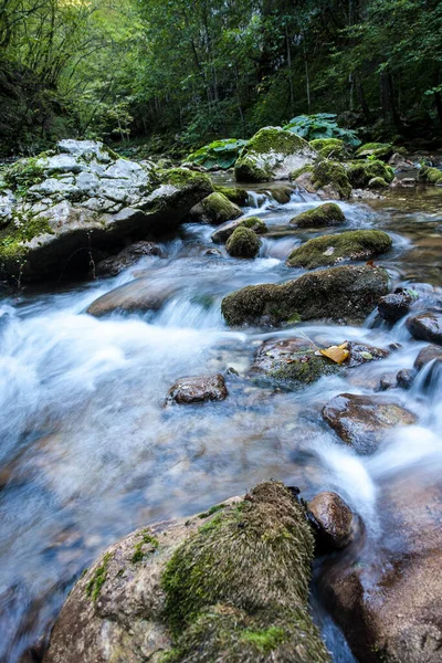 Dağ nehri, ormandaki nehir..