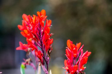 Bahçede çiçekler. Yazın çiçekler..