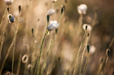 Baharda gelincik çiçekleri, Mayıs.