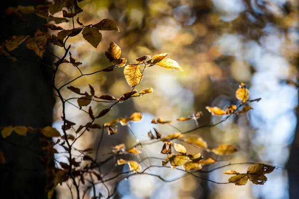 Sonbaharda Renkli Yapraklar Ekim Ormanda Renkli Yapraklar — Stok fotoğraf