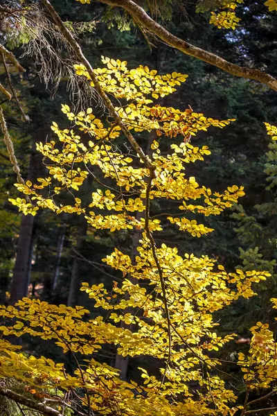 Kolorowe Liście Jesienią Października Kolorowe Liście Lesie — Zdjęcie stockowe
