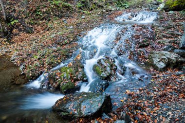 Manzara manzarası, altın rengi güneş ışığı ormanı nehri, inanılmaz renkli manzara, hızlı akarsu yakınlarındaki büyük taşların üzerine düşen kırmızı yapraklar. Sonbaharda dağ deresi, ormanda dere..
